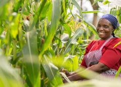 Thumbnail for Guinness Nigeria post 9% half-year revenue rise boosted by business optimization