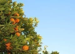 Thumbnail for Africa plans three-day summit in Senegal to centralize discussion on continent’s food production