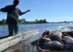 Thumbnail for Ivory Coast launches 5-year program worth US$16 million to boost beef production