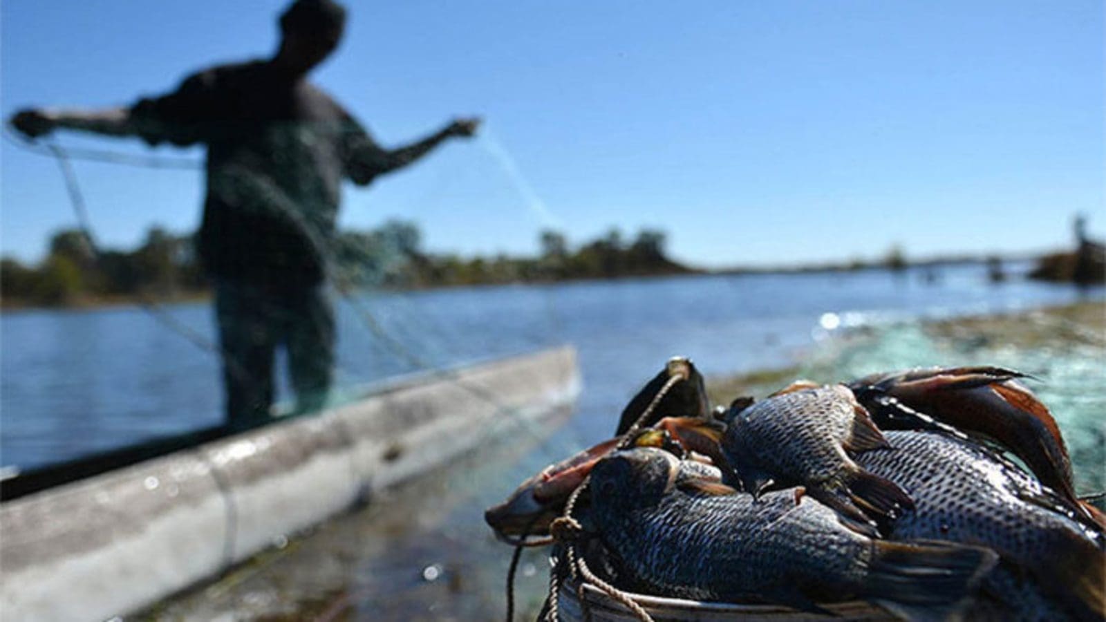 Thumbnail for Egypt to dominate Africa’s aquaculture sector in 2024, Rabobank and Global Seafood Alliance report finds