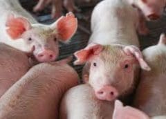 Thumbnail for Tata Coffee Q3 net profits fall by 44.71 as Starbucks expands US delivery partnership with DoorDash Inc