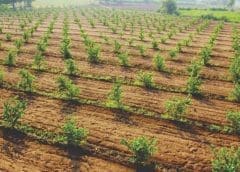 Thumbnail for Saudi Arabia initiates first phase of planting 49 million fruit and lemon trees under ambitious Saudi Green Initiative