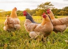 Thumbnail for Zimbabwe livestock support programs to raise cattle herd size to 6 million