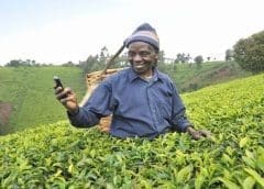 Thumbnail for Boost to Kenyan mango farmers as export market expands to Jordan