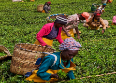 Thumbnail for UK faces acute shortage of some fruits and vegetables, supermarkets limit quantity purchase