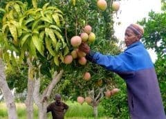 Thumbnail for KTDA’s microfinance unit defaults US$10.4m loan terms of Dutch development bank FMO