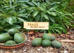 Thumbnail for KTDA microfinance subsidiary Greenland Fedha offers cheap growth loans to tea growers