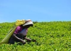 Thumbnail for Tingo Foods to revolutionize Africa’s food industry with US$1.6bn agri-food processing plant in Nigeria