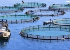 Thumbnail for COMPANY FEATURE: Kenchic Limited – Enabling shared prosperity through sustainable Food Production