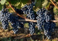 Thumbnail for Namibian largest meat processor Meatco on the brink of obsolescence: Minister of Agriculture