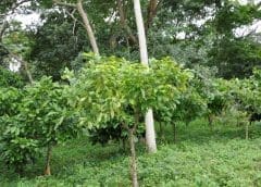 Thumbnail for Brevel raises US$18.5 million to develop microalgae-based alt-protein, first to combine fermentation with light in production