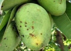 Thumbnail for Nigeria’s Plateau State intervenes to cushion farmers from egg glut