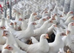 Thumbnail for Nestle invests US$108.9M to set up its 10th factory in India