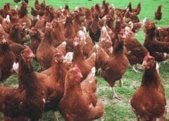 Thumbnail for Morocco resorts to cattle imports from Brazil to shore up local beef supply