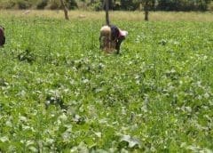 Thumbnail for Sea Harvest reports a US$317M revenue despite facing the most challenging financial year of the decade