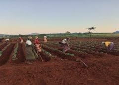 Thumbnail for Hershey expands popular chocolate brand Reese’s Peanut Butter Cups to accommodate veganism