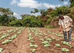 Thumbnail for Massive investments channeled into Kenya’s agricultural sector to boost crop and agro-industrial processing system
