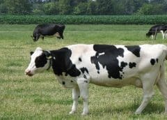 Thumbnail for Rohit Jawa to succeed Sanjiv Mehta as Hindustan Unilever CEO