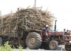 Thumbnail for South African competition commission launches investigation into uncompetitive behavior in food value chain