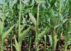 Thumbnail for Kenya to gain from US$7.95m Climate Smart Water Management project