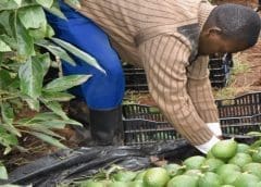 Thumbnail for Saudi food service company Herfy expands into Africa with launch of two outlets in Nigeria