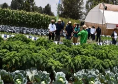 Thumbnail for Morocco resorts to cattle imports from Brazil to shore up local beef supply