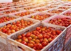 Thumbnail for Egypt, FAO to invest US$4.2M to boost livestock farming, combat climate change