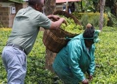 Thumbnail for Kenya inaugurates 70-tonne avocado oil extraction factory in Kisii