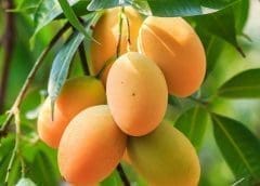 Thumbnail for Brazil’s BRF, HPDC signs halal joint venture, strengthens market ties in Saudi Arabia