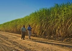 Thumbnail for Koawach launches world’s first energy drink made with cocoa juice