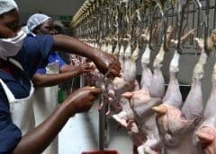 Thumbnail for Emmi to invest US$43m in new goat milk powder facility in the Netherlands