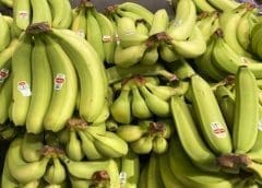 Thumbnail for New agricultural projects aim at revitalizing Somalia’s forgotten fame