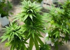 Thumbnail for Barry Callebaut’s sales volume in EMEA region shrinks by 3.7% in first half of 2022/2023