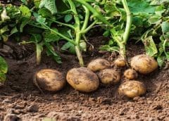 Thumbnail for New agricultural projects aim at revitalizing Somalia’s forgotten fame