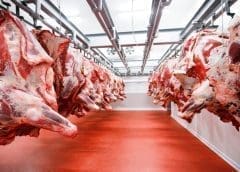 Thumbnail for Quantum Foods culls 420,000 birds due to avian flu outbreak, warns of potential egg supply crunch