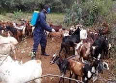 Thumbnail for Hume International wants South Africa to adopt heat treatment protocol in poultry