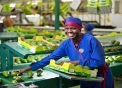 Thumbnail for PepsiCo partners with Cropin to boost potato farming in India with Crop Intelligence Model