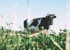 Thumbnail for DSM Ventures, California Dairies invest in Athian’s move to Sustainability