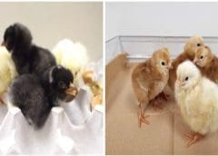 Thumbnail for Diageo reveals plans to invest in new aluminium recycling and manufacturing plant in UK