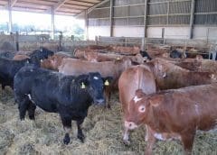 Thumbnail for Astral Foods warns investors of profit crash due to soaring cost of production