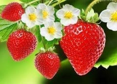 Thumbnail for Woolworths recalls chicken viennas in South Africa, Botswana over cross-contamination