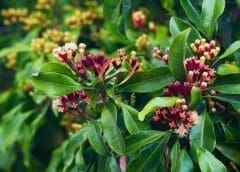 Thumbnail for China permits use of vitamins B1 and B2 in beverages, increases maximum dosage of taurine