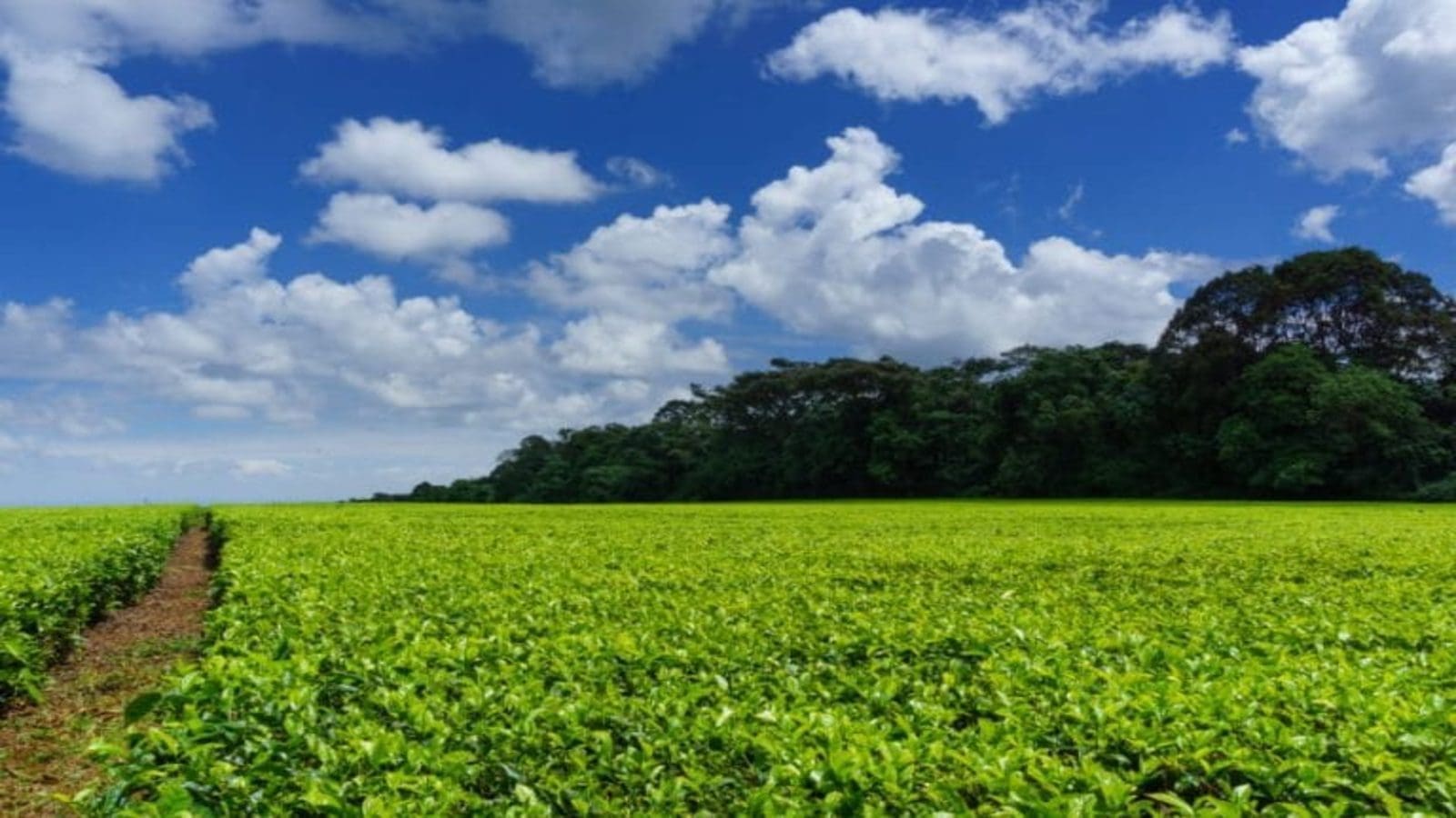 Thumbnail for Kenya seeks to market tea through Geographical Indications to boost global competitiveness 