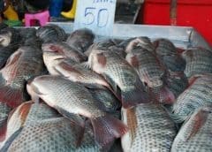 Thumbnail for Danone invests in animal-free dairy Israeli startup Imagindairy