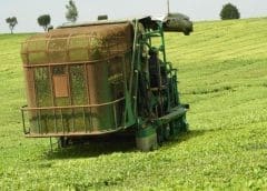 Thumbnail for Kenya urges KTDA to access US$28.7M loan for tea factory modernization