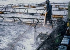 Thumbnail for UK’s Plant-based Food Alliance calls for dismissal of draft guideline for plant-based dairy alternatives