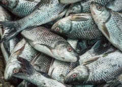 Thumbnail for Nestle joins forces with project partners to support Ivorian cocoa industry