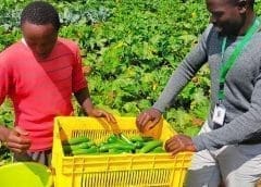 Thumbnail for ofi puts into operation two circular biomass boilers at cocoa processing factories in Netherlands, Germany