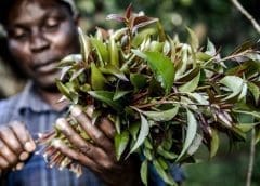 Thumbnail for Tiger Brands budgets US$6.4m in capital expenditure to mitigate the impact of power cuts in second half of its financial year