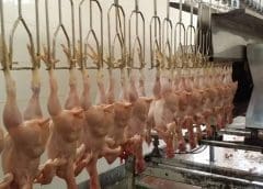 Thumbnail for Kenya Dairy Board bags Government Agency of the Year award at Africa Food Awards 2023